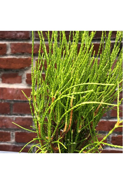 Использование в садоводстве Платикладуса Фрэнки Бой